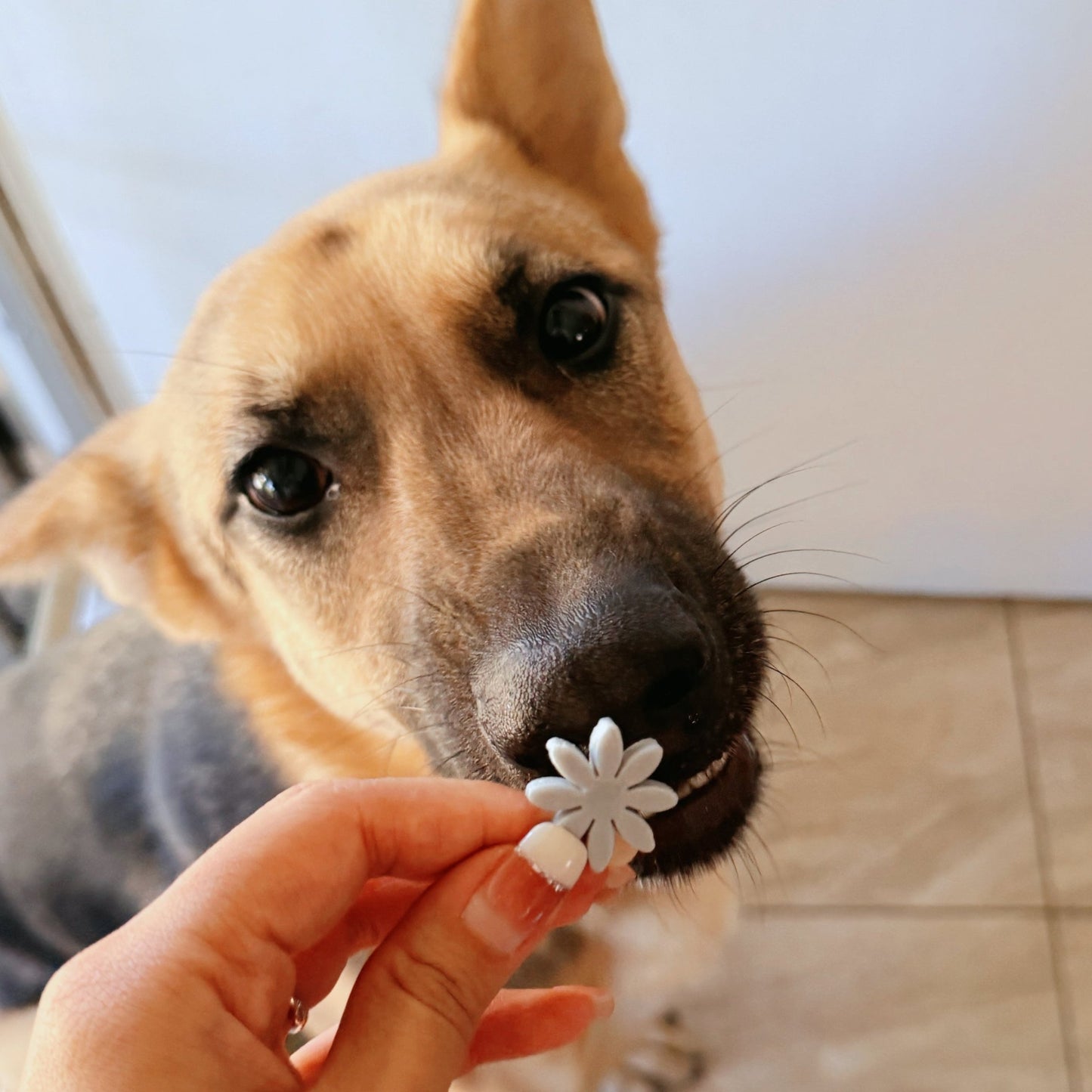 Snowflakes Treats | Small size treats | Simple ingredients