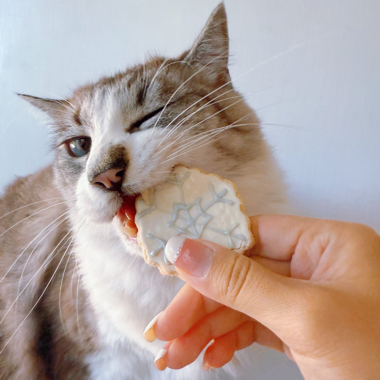 Snowflake Cookies | Icing Pet Cookies | 3 pcs