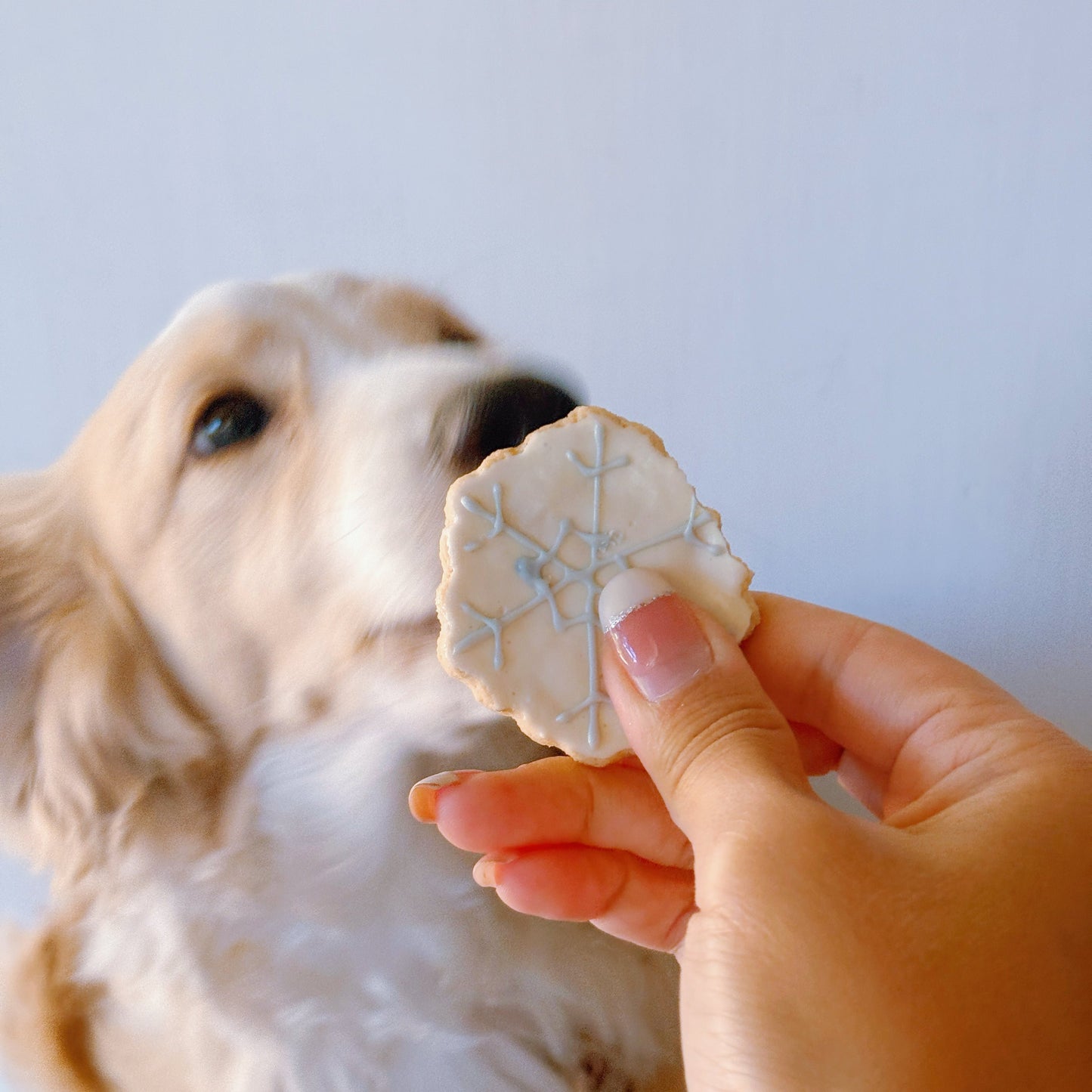 Snowflake Cookies | Icing Pet Cookies | 3 pcs