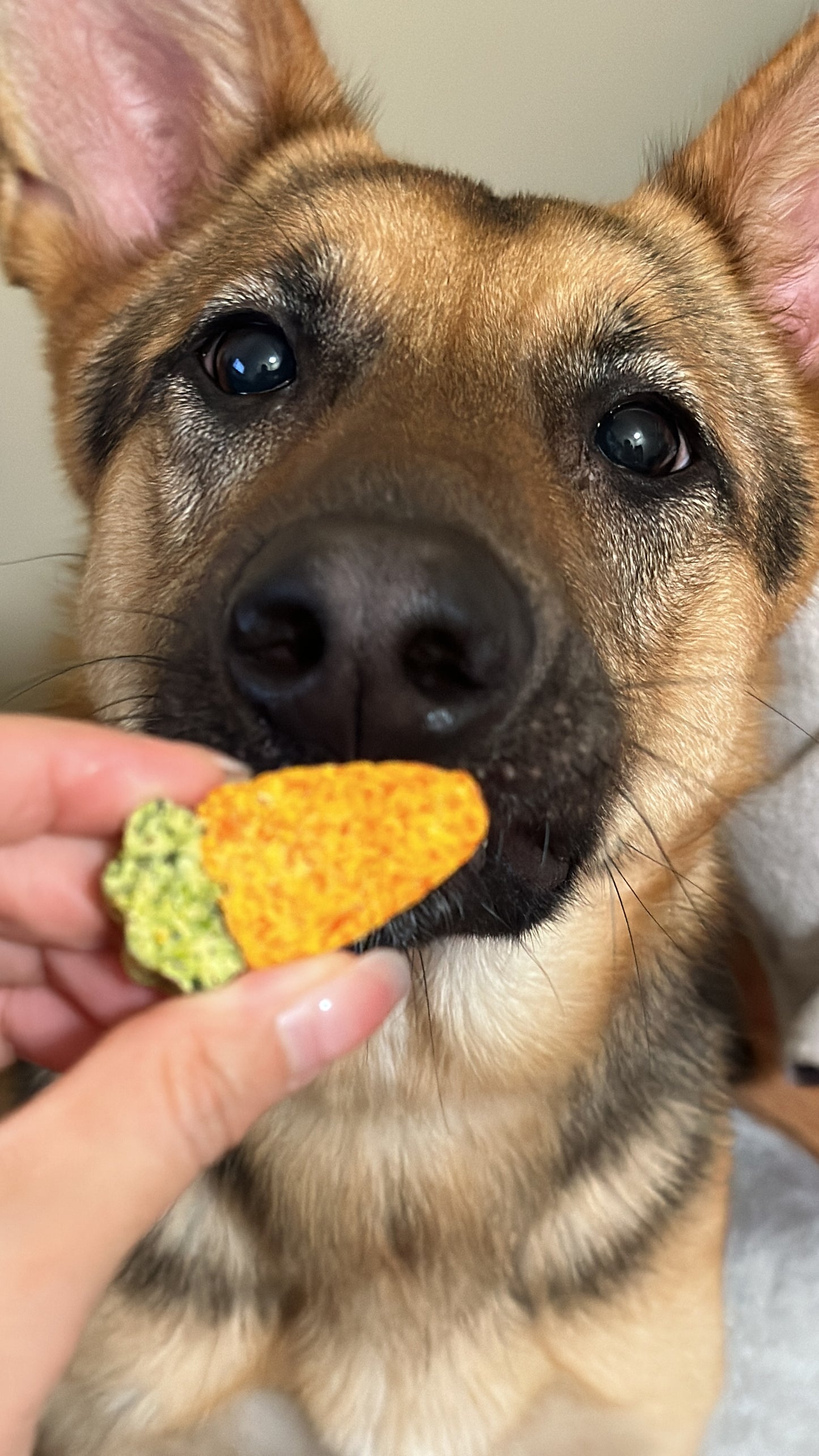 Carrot Bites | Healthy Dog Chews | High Value Treats